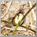 Astata boops - Wanzengrabwespe 16b zieht Wanze ins Nest.jpg